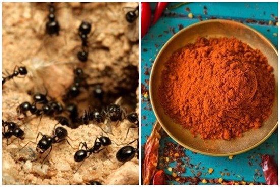 5 cách đuổi kiến ra khỏi nhà vĩnh viễn, vừa đơn giản lại rẻ tiền, ai cũng làm được