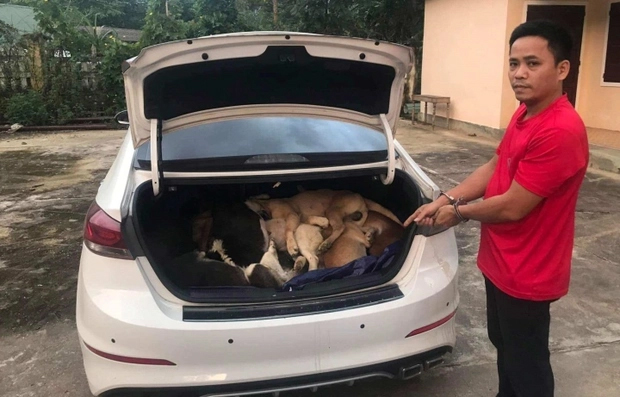 Nghỉ việc công ty, giám đốc lái ô tô cùng đồng bọn đi trộm 38 con chó-1