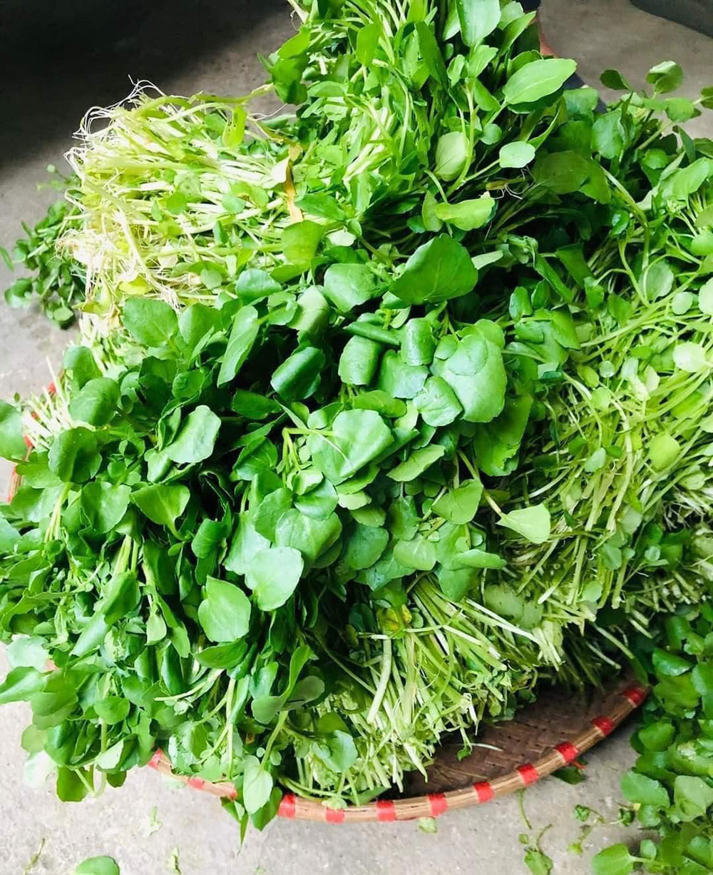 Đem mớ rau cải từ trên núi xuống Thủ đô: Chỉ 4 giờ bán hết veo 2 tạ hàng-2