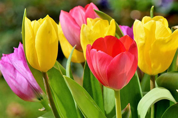 Phụ nữ sinh ngày Âm lịch này khéo chăm lo, vun vén gia đình, chồng nghèo mấy rồi cũng sung túc-1