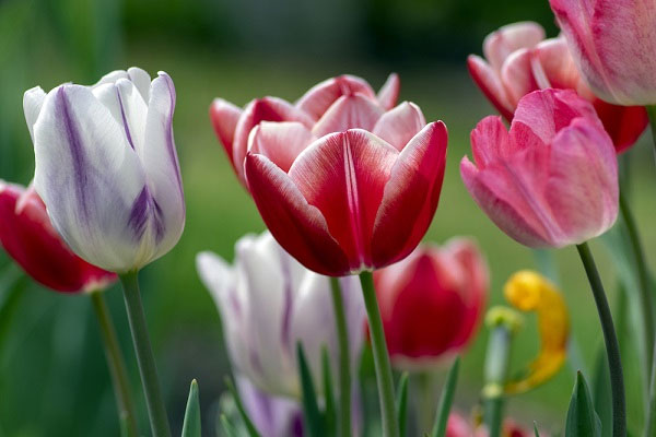 Phụ nữ sinh ngày Âm lịch này khéo chăm lo, vun vén gia đình, chồng nghèo mấy rồi cũng sung túc-3