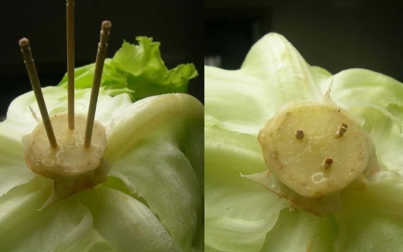 Cắm tăm vào cuống rau xà lách, bắp cải, mẹo vặt hữu ích ai cũng nên biết-1