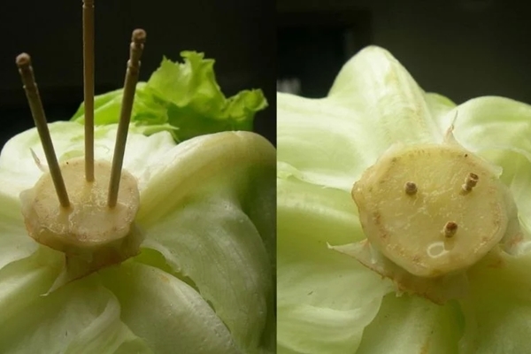 Vì sao phải đun nước sôi đổ vào bồn cầu ngay khi nhận phòng khách sạn: Lý do quan trọng, đừng bỏ qua-3