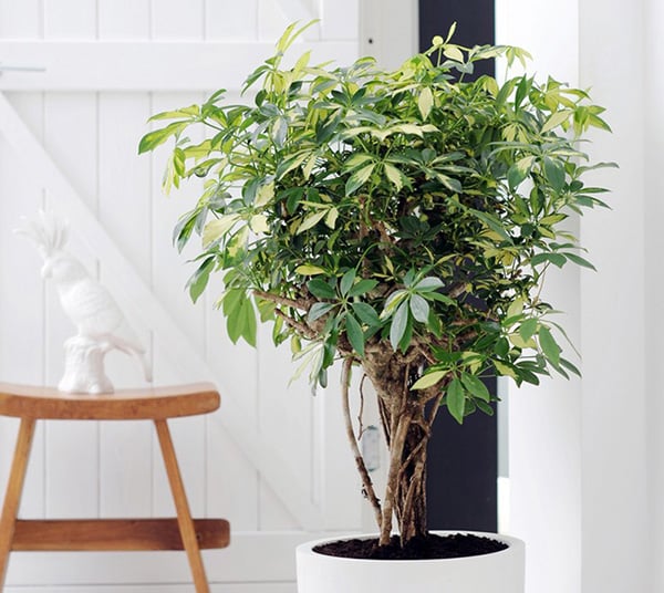 Trồng 5 loại cây này trước cửa, tài vượng, phú quý rợp trời, con cái ba đời no đủ-4