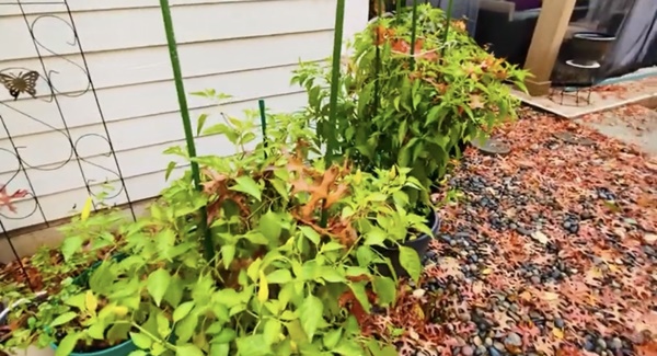 Lần hiếm hoi ca sĩ Mạnh Quỳnh khoe biệt thự đẹp như mơ, hé lộ góc đặc biệt giữa sân nhà-9