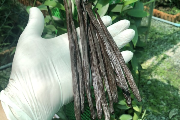 Cây cảnh lạ nhìn như mai rùa, từng có giá tới hàng chục triệu-5