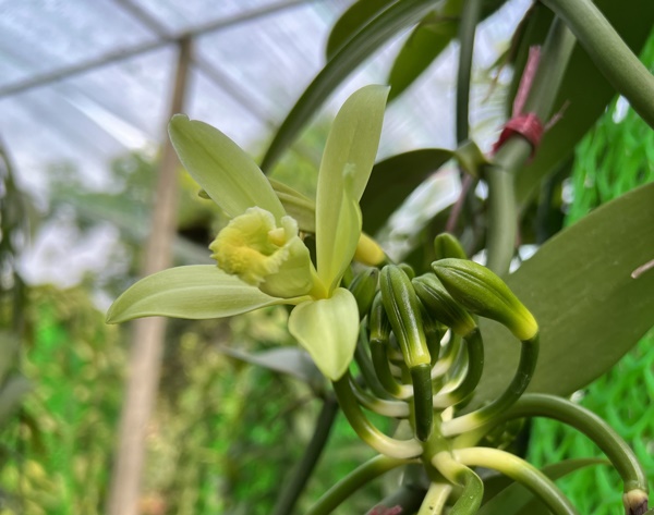 Ít ai biết quả của cây lan này được bán với giá đến 20 triệu đồng/kg-1