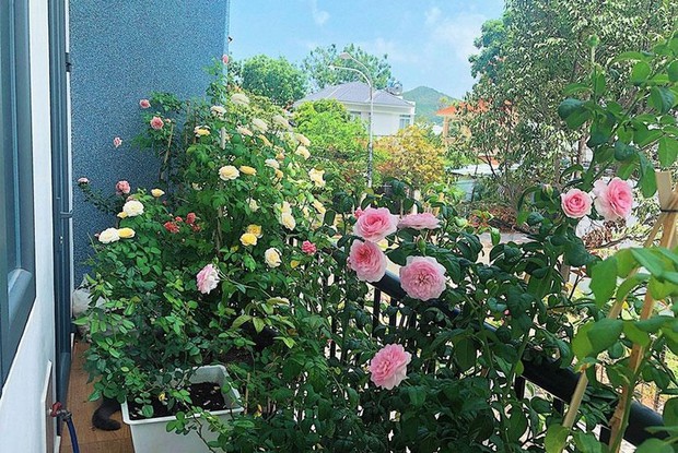 5 loại cây nên trồng ở ban công, càng tươi tốt gia chủ càng phát tài-5