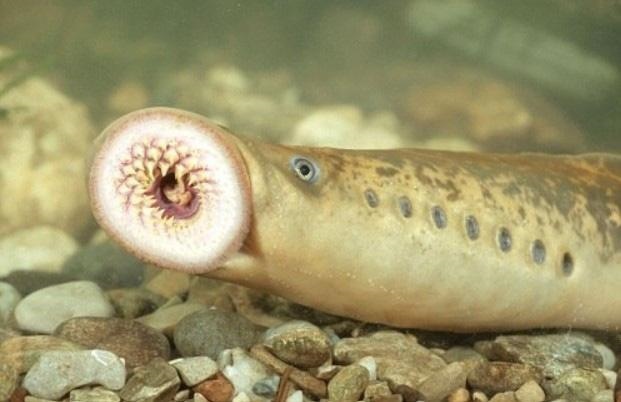 Loại cá có hình dạng đáng sợ nhưng đang được các bà nội trợ săn lùng-1