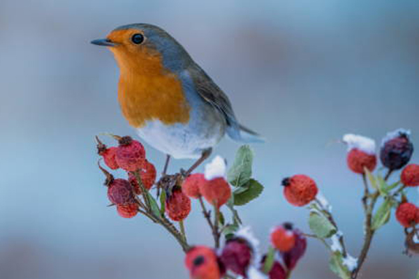 Thời vận đã đến: 3 con giáp như chuột sa hũ nếp, tiền tài viên mãn trong nửa cuối tháng 11-4