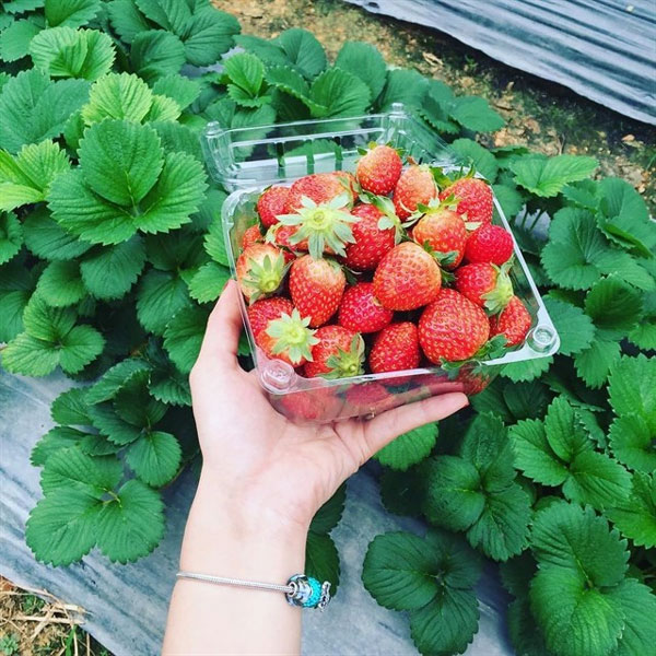 5 loại trái cây vừa giàu collagen lại còn chống ung thư vú cực tốt, chị em nên ăn nhiều hơn-6