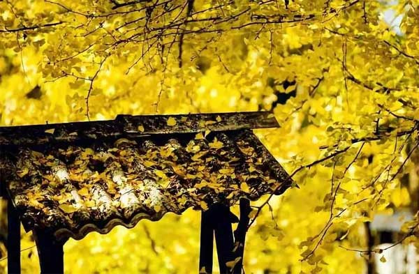 Mùa thu, 4 con giáp đón nhiều điều tốt lành, sự nghiệp thăng tiến, hạnh phúc mỉm cười-2