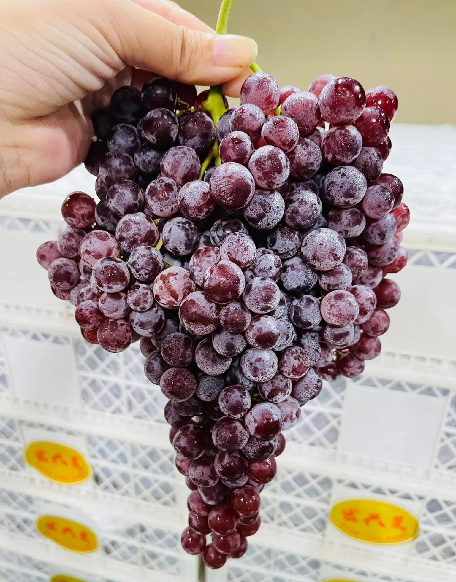 ‘Bóc giá’ trái cây Trung Quốc tại chợ đầu mối-3