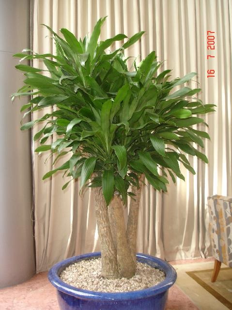 5 loại cây trồng trước nhà như chôn vàng: Gia đạo bình an, giàu sang phú quý con cháu hưởng phúc muôn đời-3