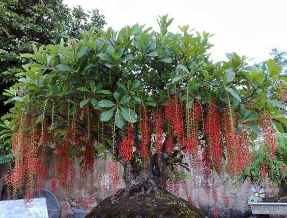 5 loại cây trồng trước nhà như chôn vàng: Gia đạo bình an, giàu sang phú quý con cháu hưởng phúc muôn đời-4