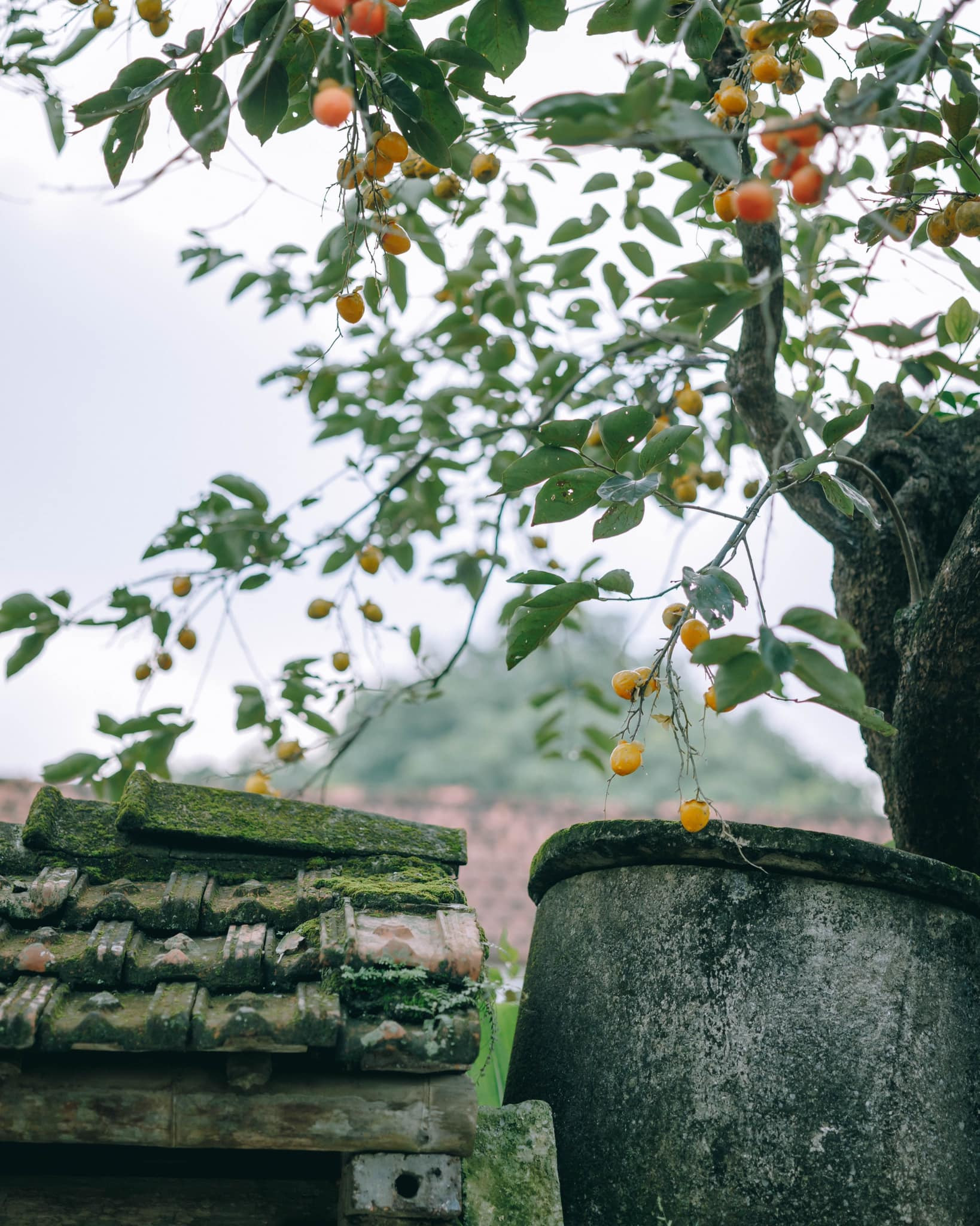 Bay ngàn km tìm cây hồng cổ nổi nhất Ninh Bình, du khách sốc thấy quả giả treo lủng lẳng-2
