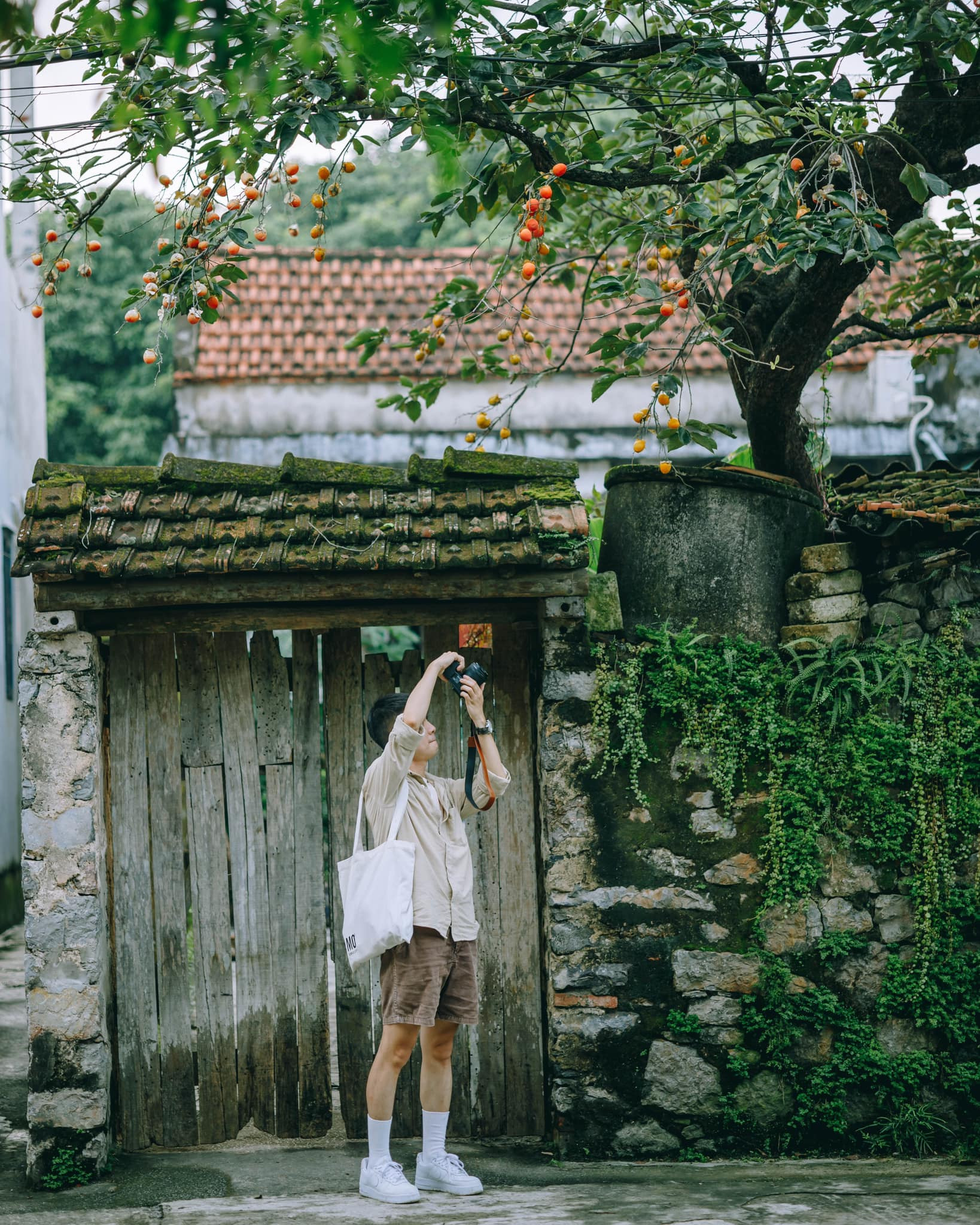 Bay ngàn km tìm cây hồng cổ nổi nhất Ninh Bình, du khách sốc thấy quả giả treo lủng lẳng-4