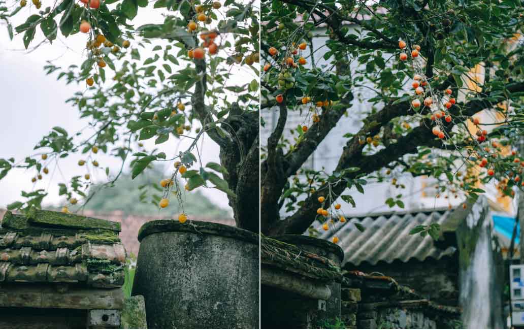 Bay ngàn km tìm cây hồng cổ nổi nhất Ninh Bình, du khách sốc thấy quả giả treo lủng lẳng-3