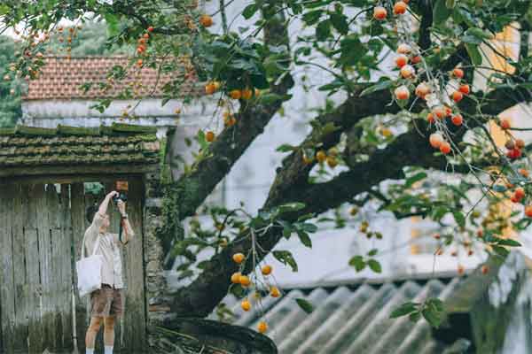 Đưa 2 con chó giữ gốc mai anh đào ở Đà Lạt, bắt khách trả tiền chụp ảnh-3