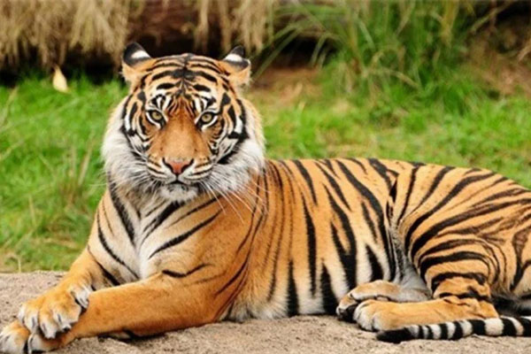 5 năm tới, 3 con giáp vận số lên hương, thu nhập tăng lên đáng kể-2