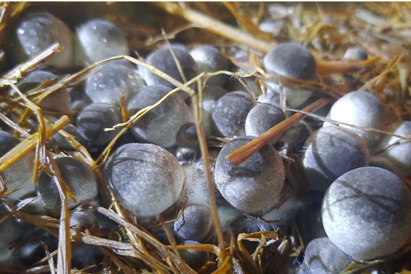 4 loại rau củ ít thuốc trừ sâu tới không ngờ: Đi chợ nhìn thấy chị em phải mua liền-4