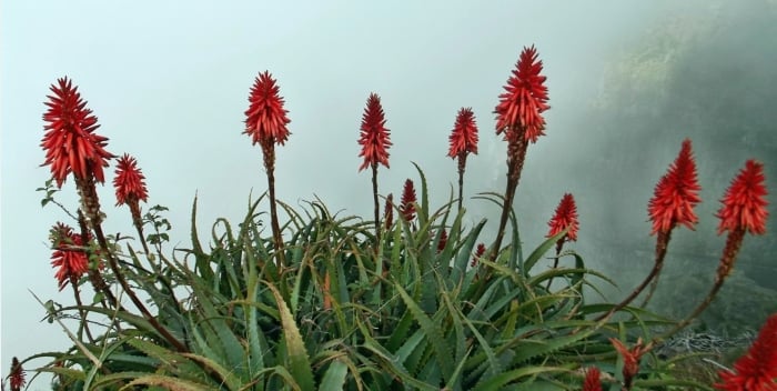 Các cụ dặn: 5 loại cây trồng nở hoa ra tài lộc, vào nhà nào thì nhà đó giàu sang-1