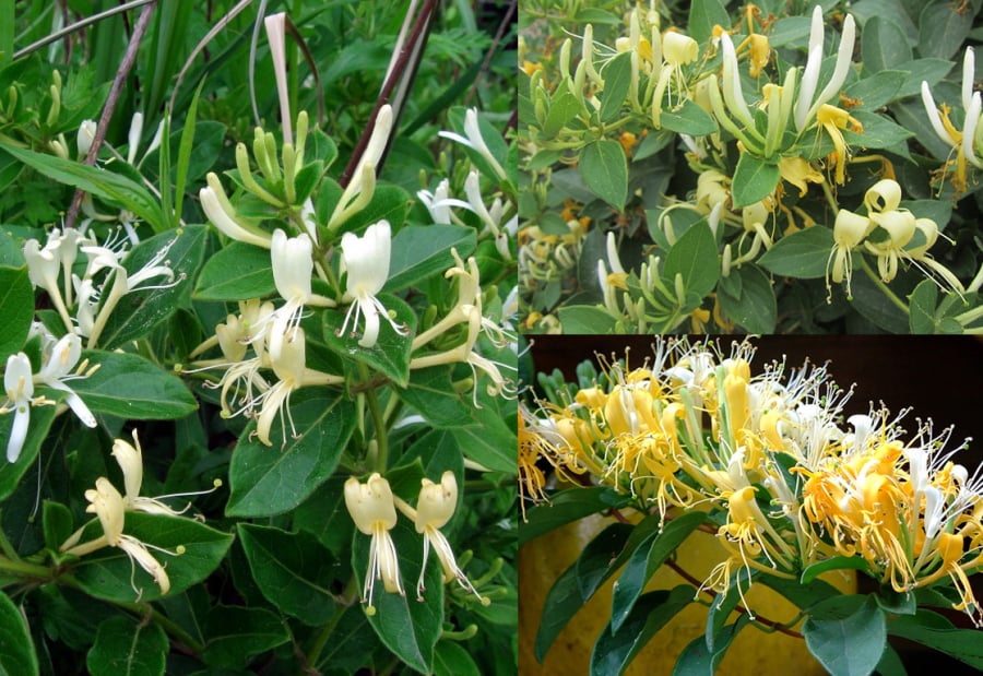 Các cụ dặn: 5 loại cây trồng nở hoa ra tài lộc, vào nhà nào thì nhà đó giàu sang-3