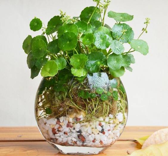 Các cụ dặn: 5 loại cây trồng nở hoa ra tài lộc, vào nhà nào thì nhà đó giàu sang-5