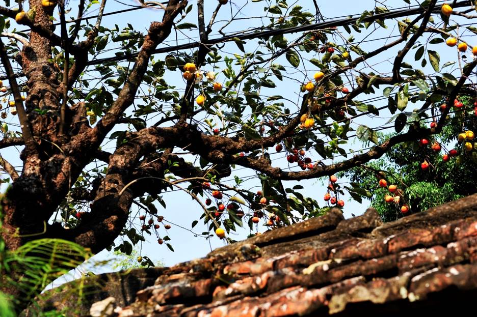 Gia chủ tiết lộ thu nhập khủng nhờ cây hồng cổ trăm tuổi quý hơn vàng ở Ninh Bình-1