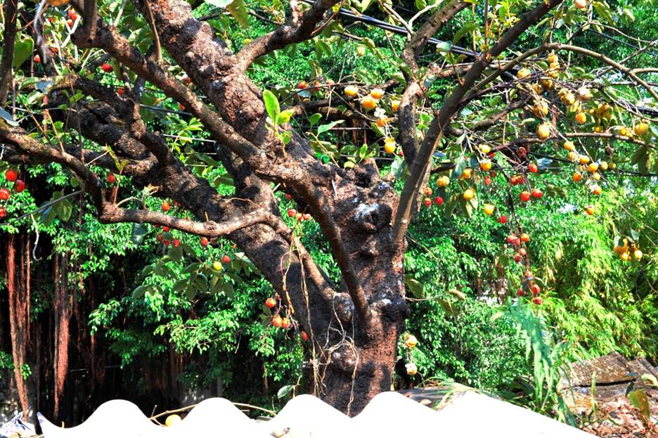 Gia chủ tiết lộ thu nhập khủng nhờ cây hồng cổ trăm tuổi quý hơn vàng ở Ninh Bình-2