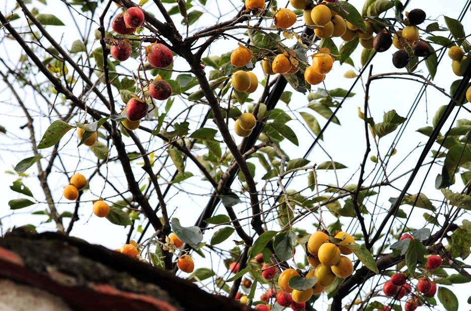 Gia chủ tiết lộ thu nhập khủng nhờ cây hồng cổ trăm tuổi quý hơn vàng ở Ninh Bình-4