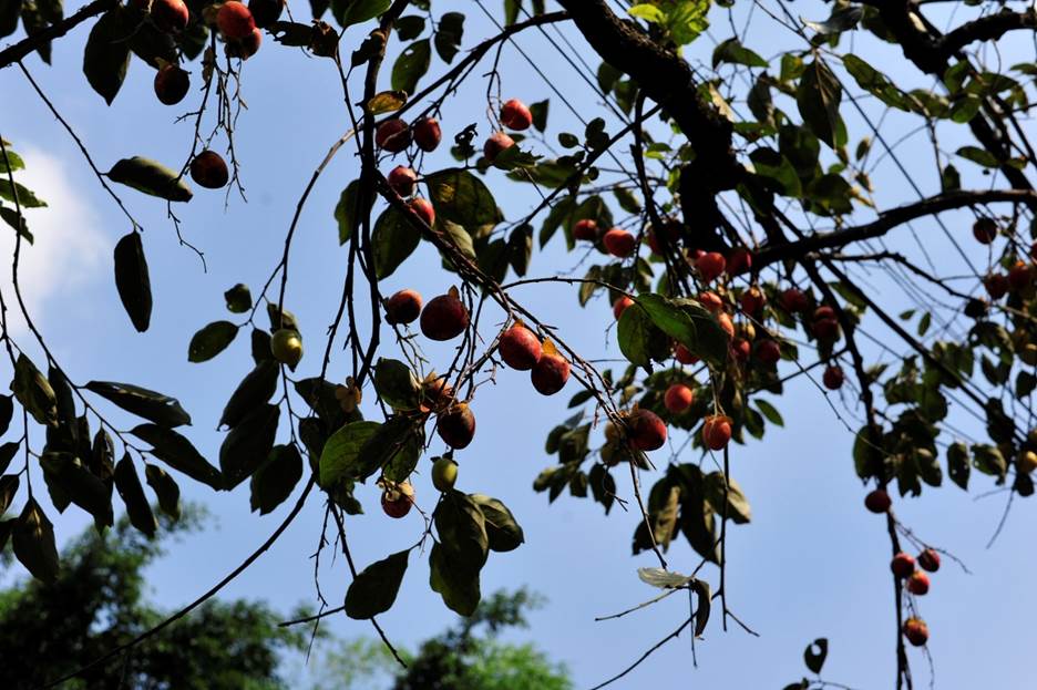 Gia chủ tiết lộ thu nhập khủng nhờ cây hồng cổ trăm tuổi quý hơn vàng ở Ninh Bình-6