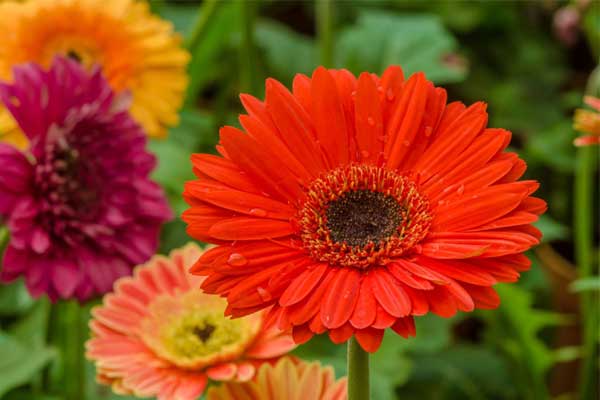 Giữa tháng 11 tới Tết 2023: 4 tuổi được Thần Tài rót lộc, một bước đổi đời giàu sang sung túc-4