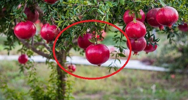 Người xưa nói: Nhà trồng 4 loại cây này con cháu không giỏi cũng giàu, càng sai quả càng lắm của-1