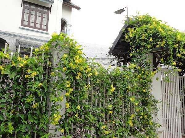 Người xưa nói: Nhà trồng 4 loại cây này con cháu không giỏi cũng giàu, càng sai quả càng lắm của-4