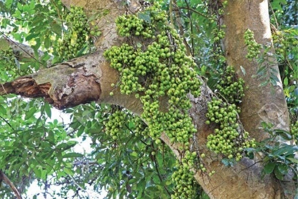 Người xưa nói: Nhà trồng 4 loại cây này con cháu không giỏi cũng giàu, càng sai quả càng lắm của-3