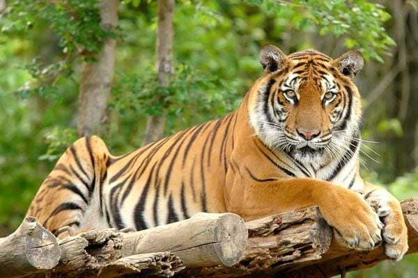 Phụ nữ hơn nhau tấm chồng: Đàn ông có 5 nét tướng này tài ba, chung thủy, ai lấy được cả đời viên mãn-4