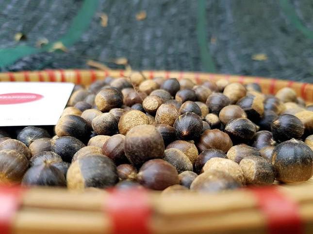 Hạt dẻ tí hon đắt khách đầu mùa-3