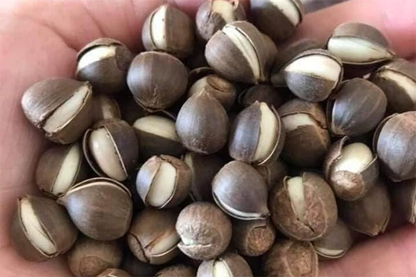 Hạt dẻ siêu to khổng lồ giá chỉ 30.000 đồng/kg, dân tình tò mò đua nhau mua thử-3