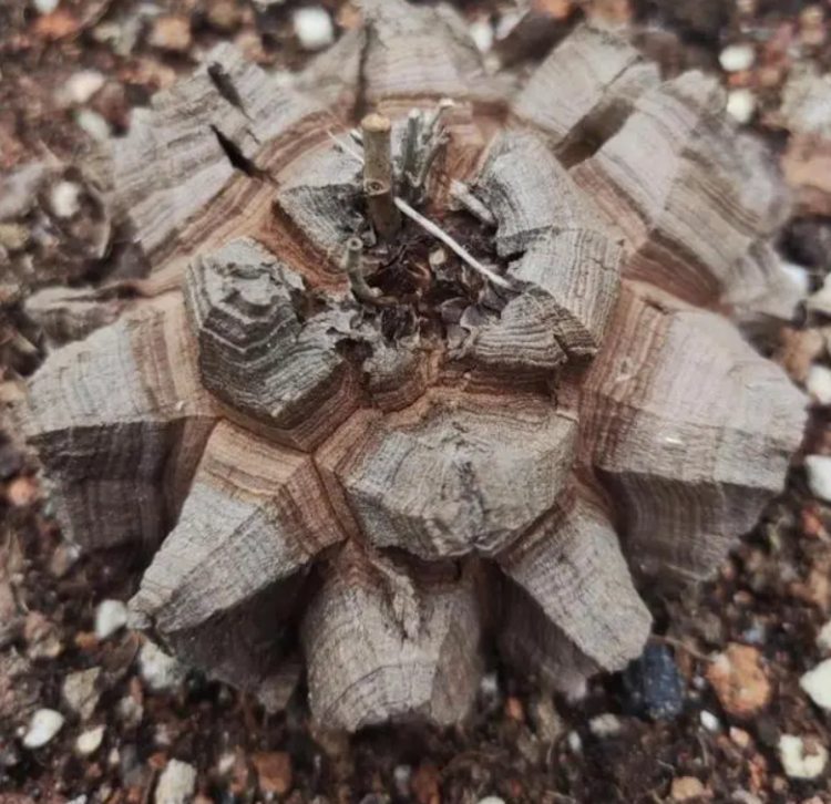 Cây cảnh lạ nhìn như mai rùa, từng có giá tới hàng chục triệu-2