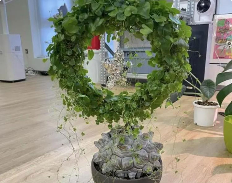 Cây cảnh lạ nhìn như mai rùa, từng có giá tới hàng chục triệu-1