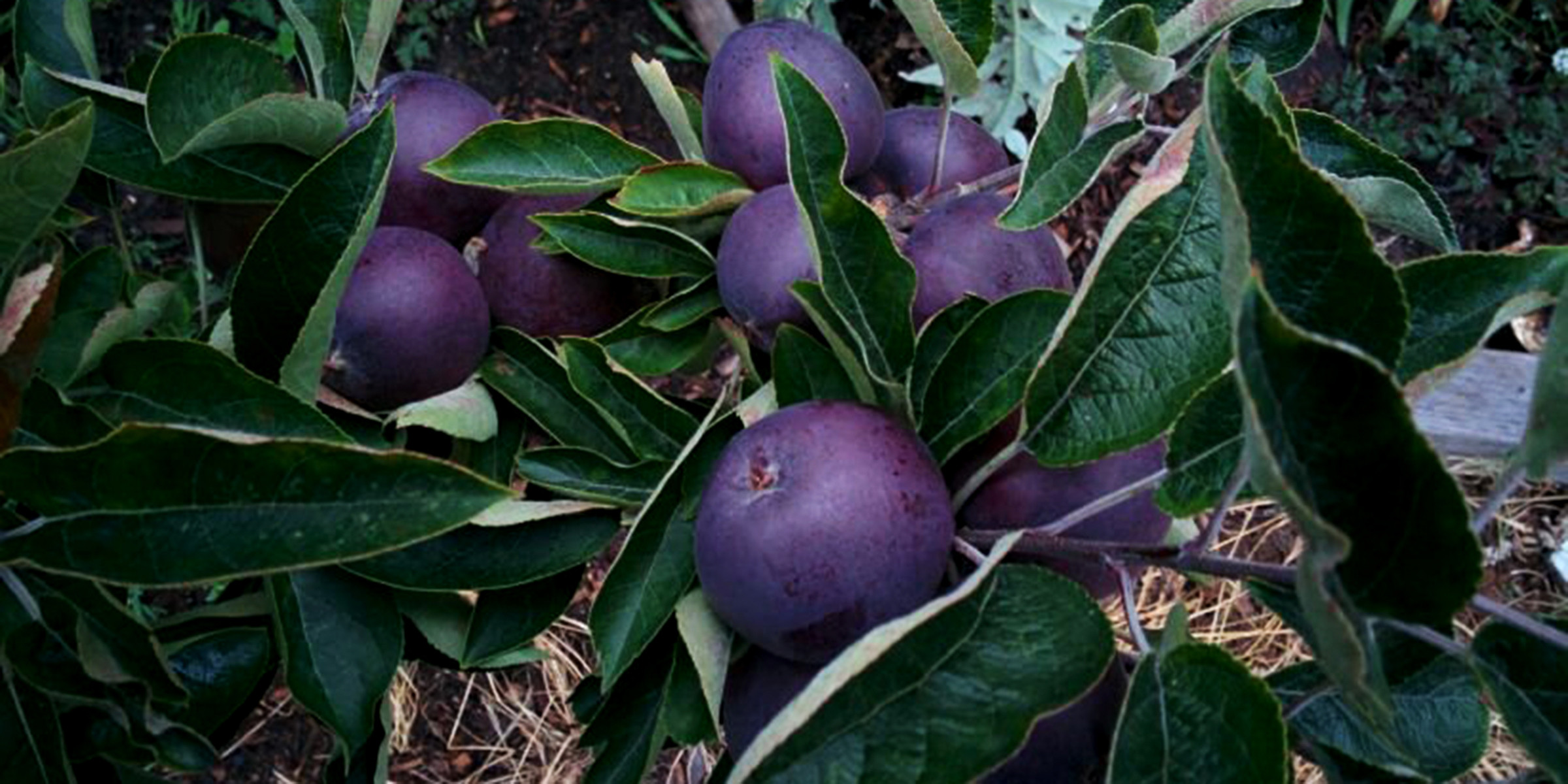 Táo đen sì bổ béo gì... gần nửa triệu đồng/quả?-10