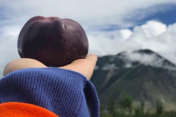 Táo đen sì bổ béo gì... gần nửa triệu đồng/quả?-8