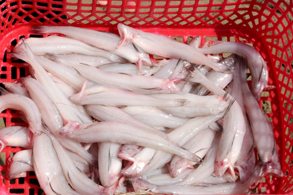 Dân Hà thành khoái món ăn Tây Bắc, chị gái vùng cao bán 15.000 con cá nướng/năm-5