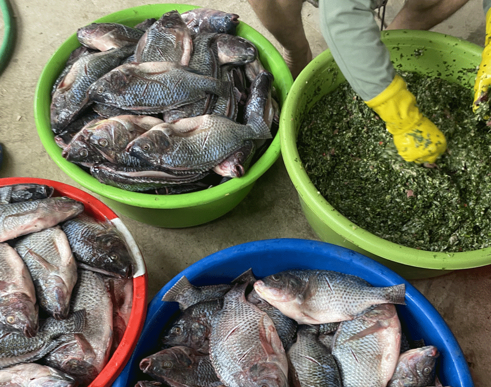Dân Hà thành khoái món ăn Tây Bắc, chị gái vùng cao bán 15.000 con cá nướng/năm-2