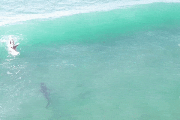 Hoảng hồn phát hiện cá mập bơi sát chân khách lướt sóng