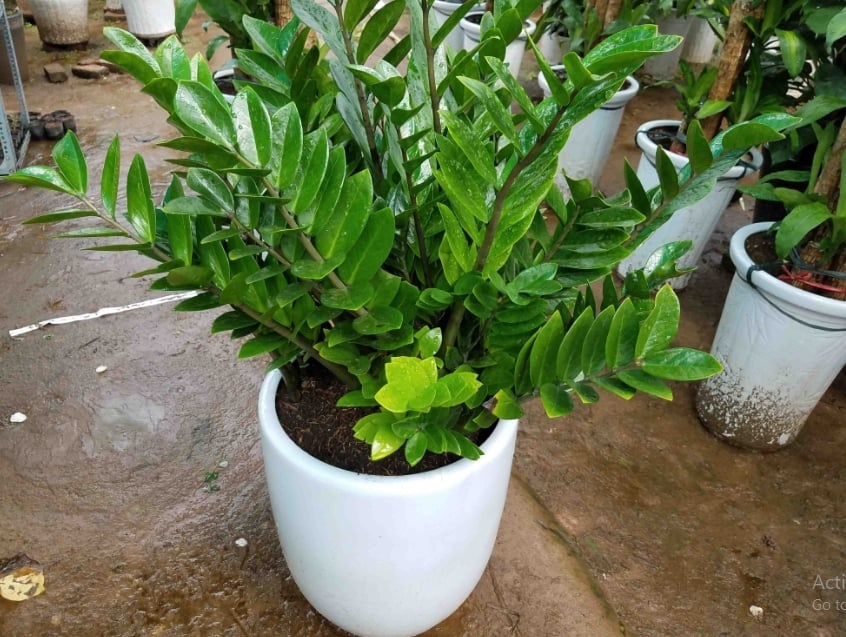 Cây kim tiền thích nhất thứ nước này: Ai biết cho uống, chồi và rễ sẽ mọc ra như nấm, dễ trổ hoa-1