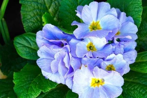 Cuối tuần (12-13/11): Chúc mừng 3 con giáp Thần tài độ trúng quả đậm, 1 con giáp bị tiểu nhân cản đường-3