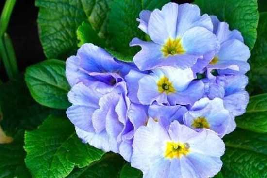 3 con giáp có năng lực, bản lĩnh, sống có trách nhiệm, làm việc gì cũng thành công