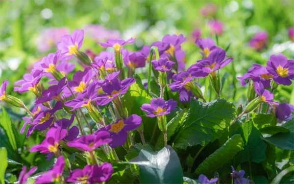 3 con giáp có năng lực, bản lĩnh, sống có trách nhiệm, làm việc gì cũng thành công-3